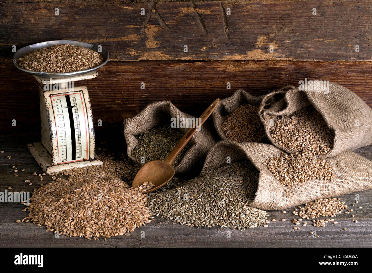 Vari tipi di cereali, frumento, segale, Immaturo grano farro e spelta, in sacchi di iuta su legno rustico Foto Stock