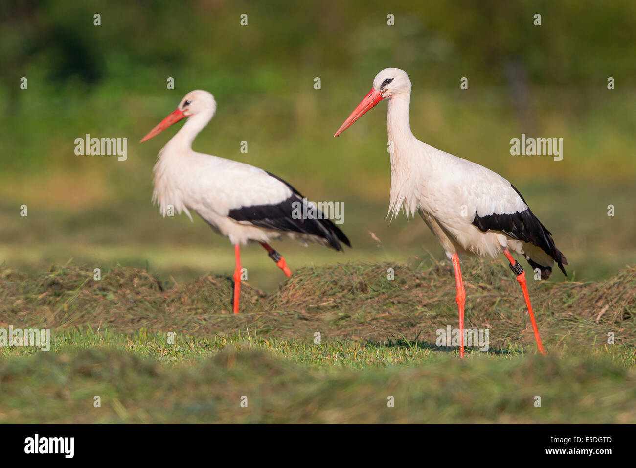 Due Cicogna bianca (Ciconia ciconia) foraggio sul prato, Nord Hesse, Hesse, Germania Foto Stock