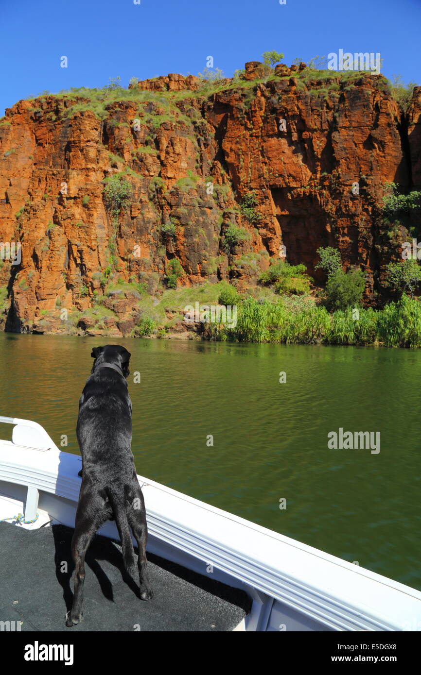 Un cane in una gita in barca fino al Lago Kununurra, Western Australia. Foto Stock