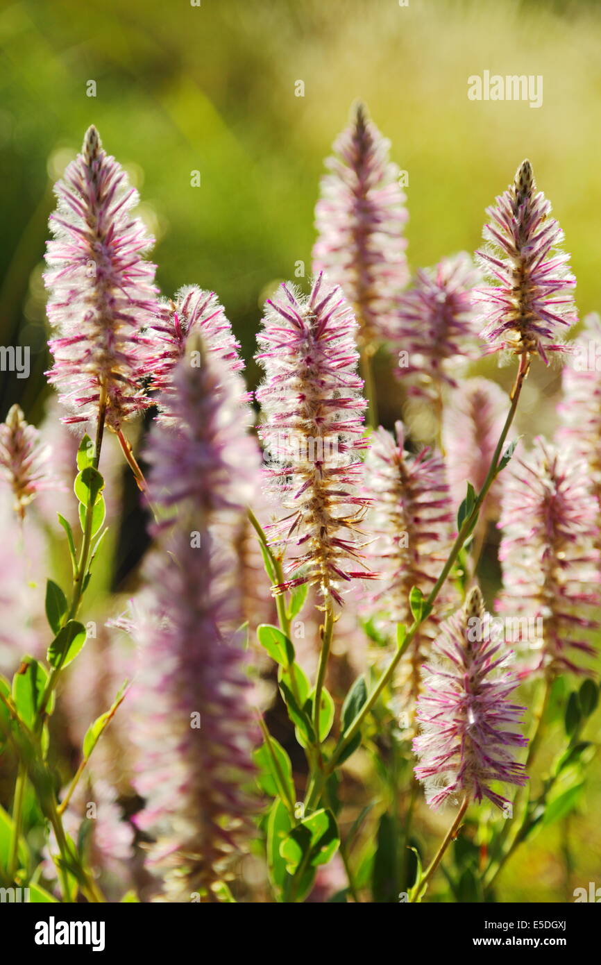 Australian nativi fiori selvaggi - mulla mulla - in bloom nell'outback. Foto Stock