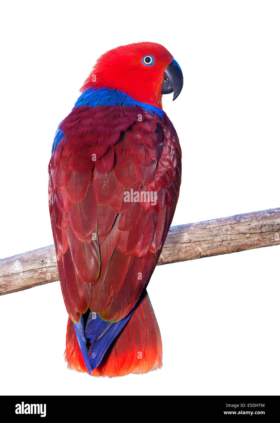Un pappagallo Ecelectus seduto su un ramo, con uno sfondo bianco Foto Stock