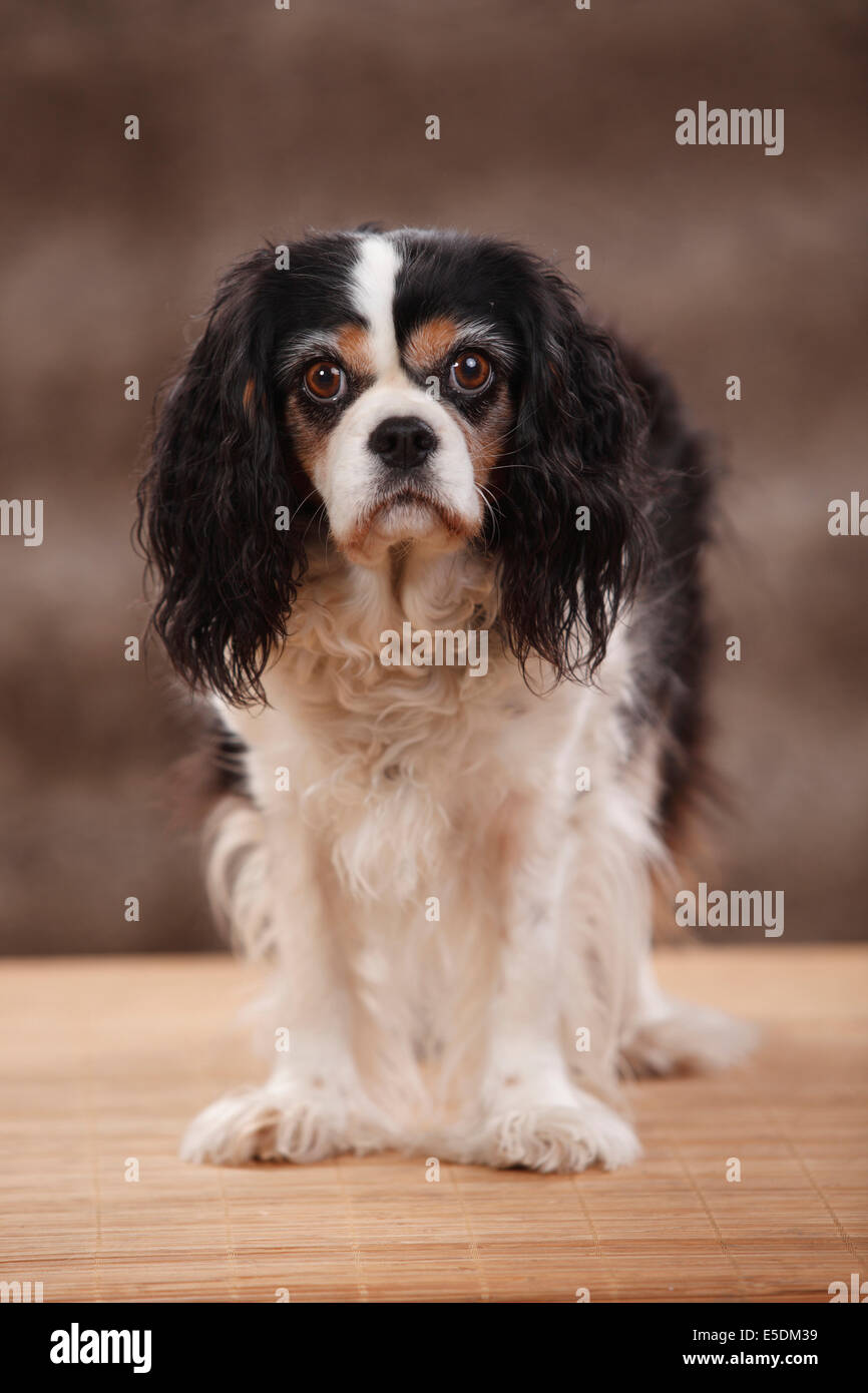 Ritratto del Cavalier King Charles Spaniel, studio shot Foto Stock