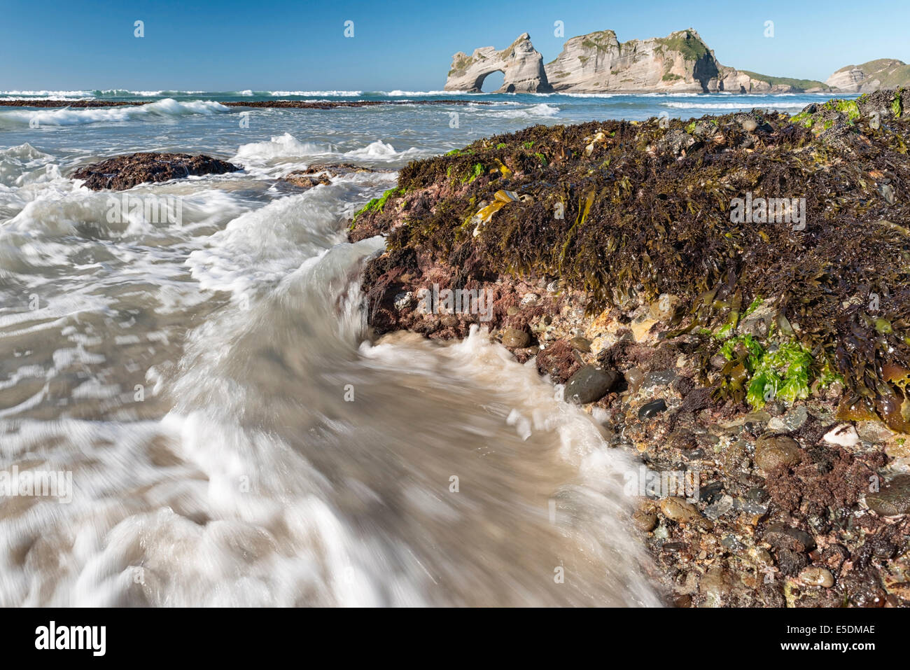 Nuova Zelanda, Golden Bay, Wharariki Beach, onde fragoroso su rocce con alghe marine in spiaggia e arco di roccia in background Foto Stock