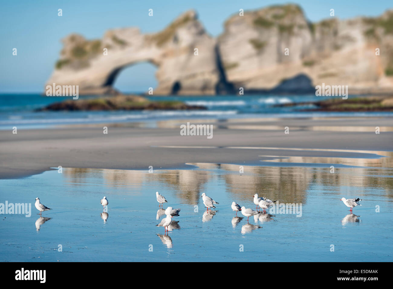 Nuova Zelanda, Golden Bay, Wharariki Beach, Flock of Seagulls nella sabbia in spiaggia durante la bassa marea Foto Stock
