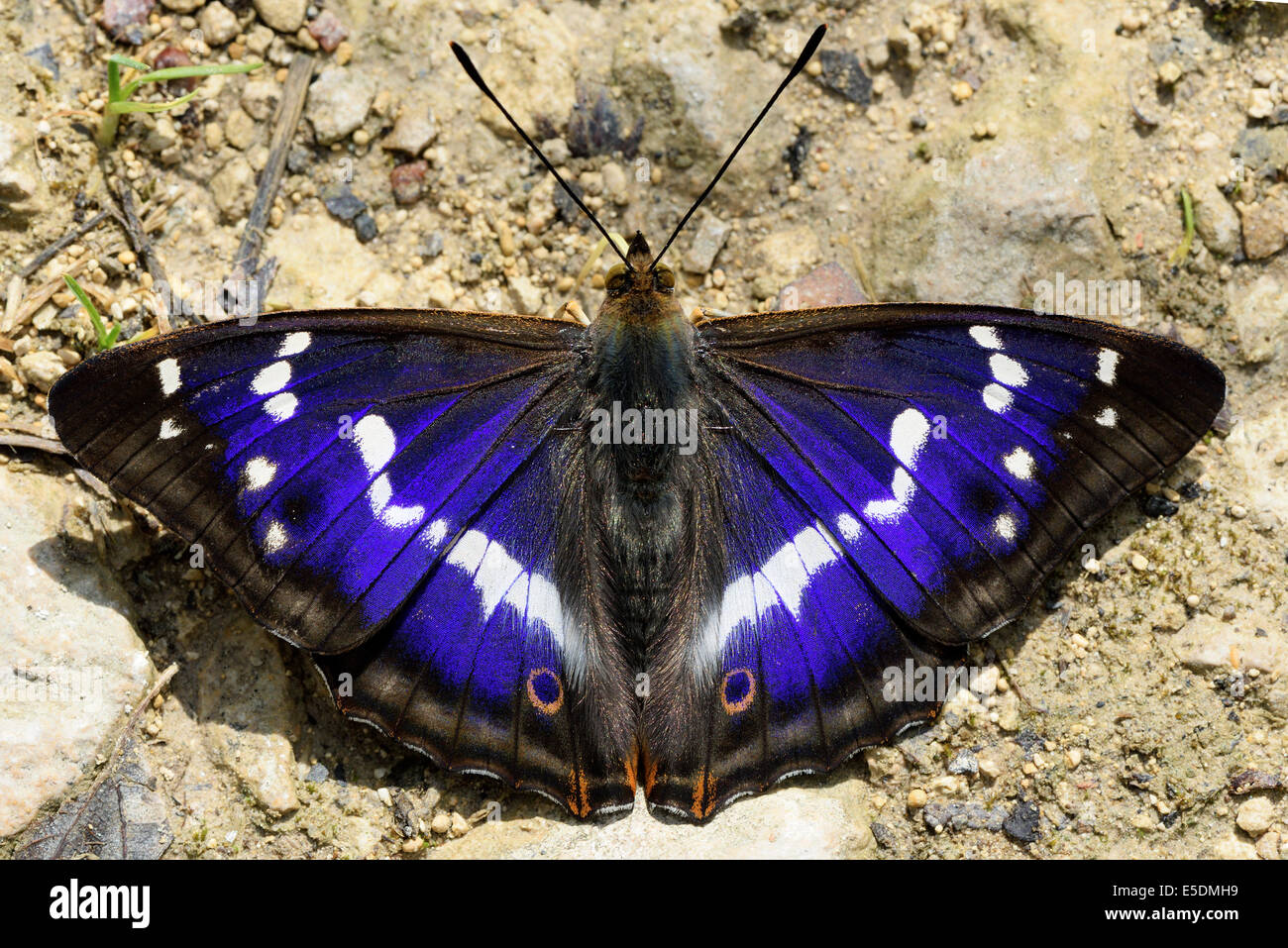 Viola imperatore, Apatura iris, con ali spiegate seduta sul terreno Foto Stock