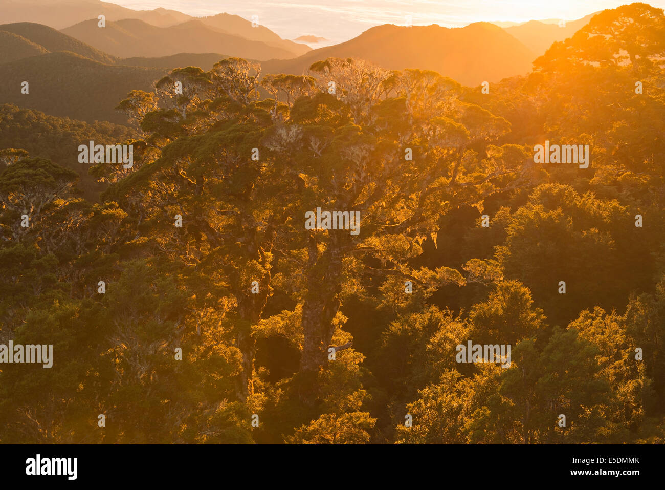 Nuova Zelanda, Isola del Sud, Tasmania, Kahurangi national park, la tettoia di una montagna di foresta nativa di sunrise Foto Stock