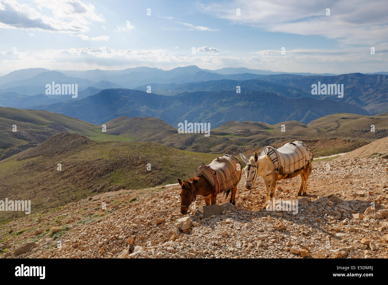 Turchia, Anatolia, due asini sul monte Nemrut Foto Stock