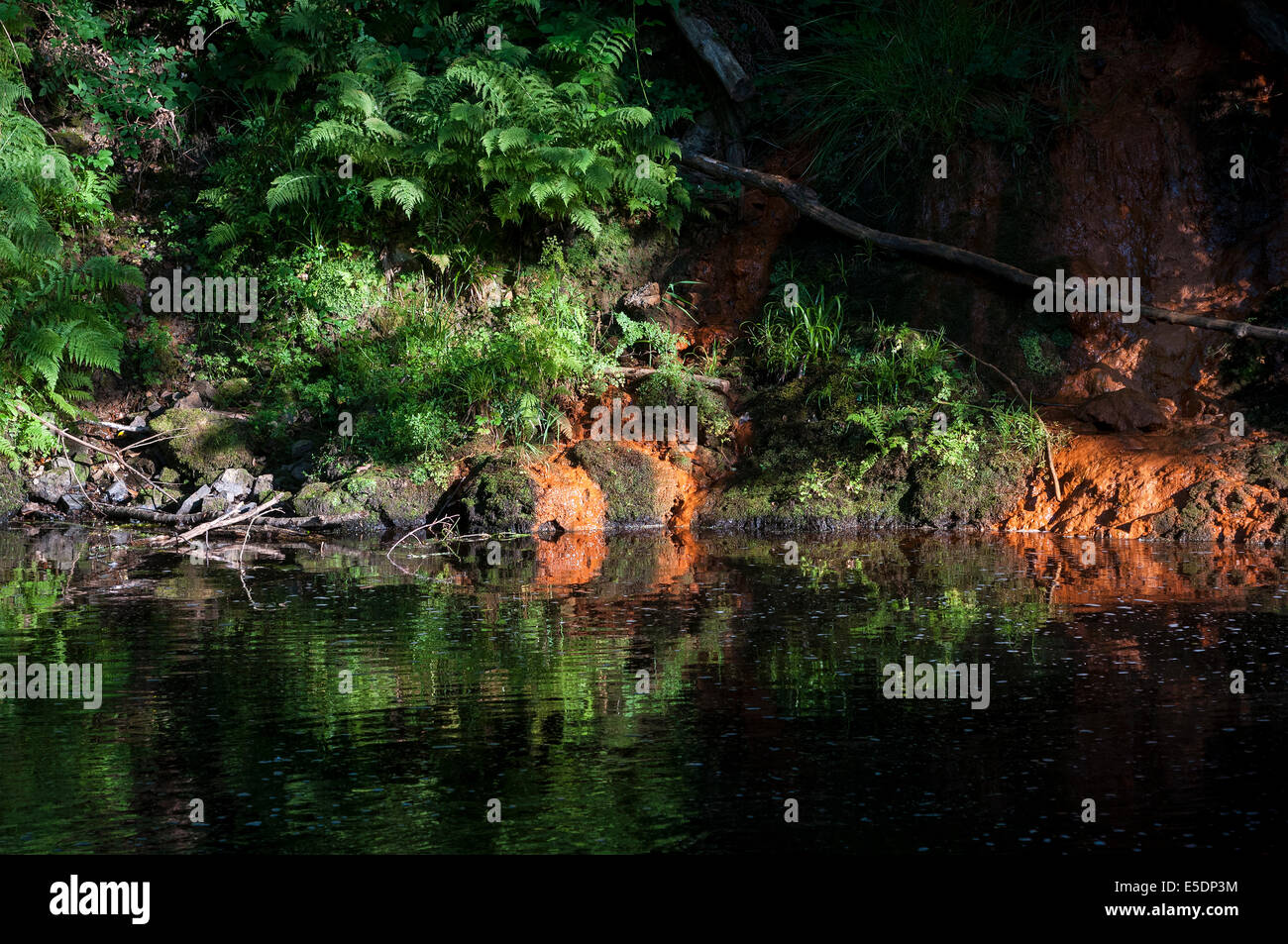 Banca di fiume e il fiume Teign, fiume teign, fogliame, park, green, rocce, giorno, alberi a foglia, posizioni, stream, erba, estate, boschi, Foto Stock