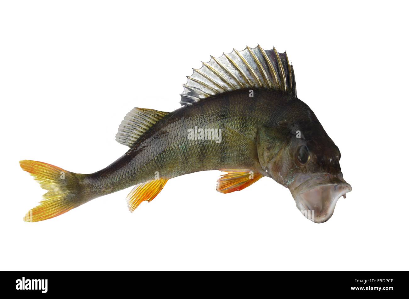 Predatori di appollaiarsi su sfondo bianco Foto Stock