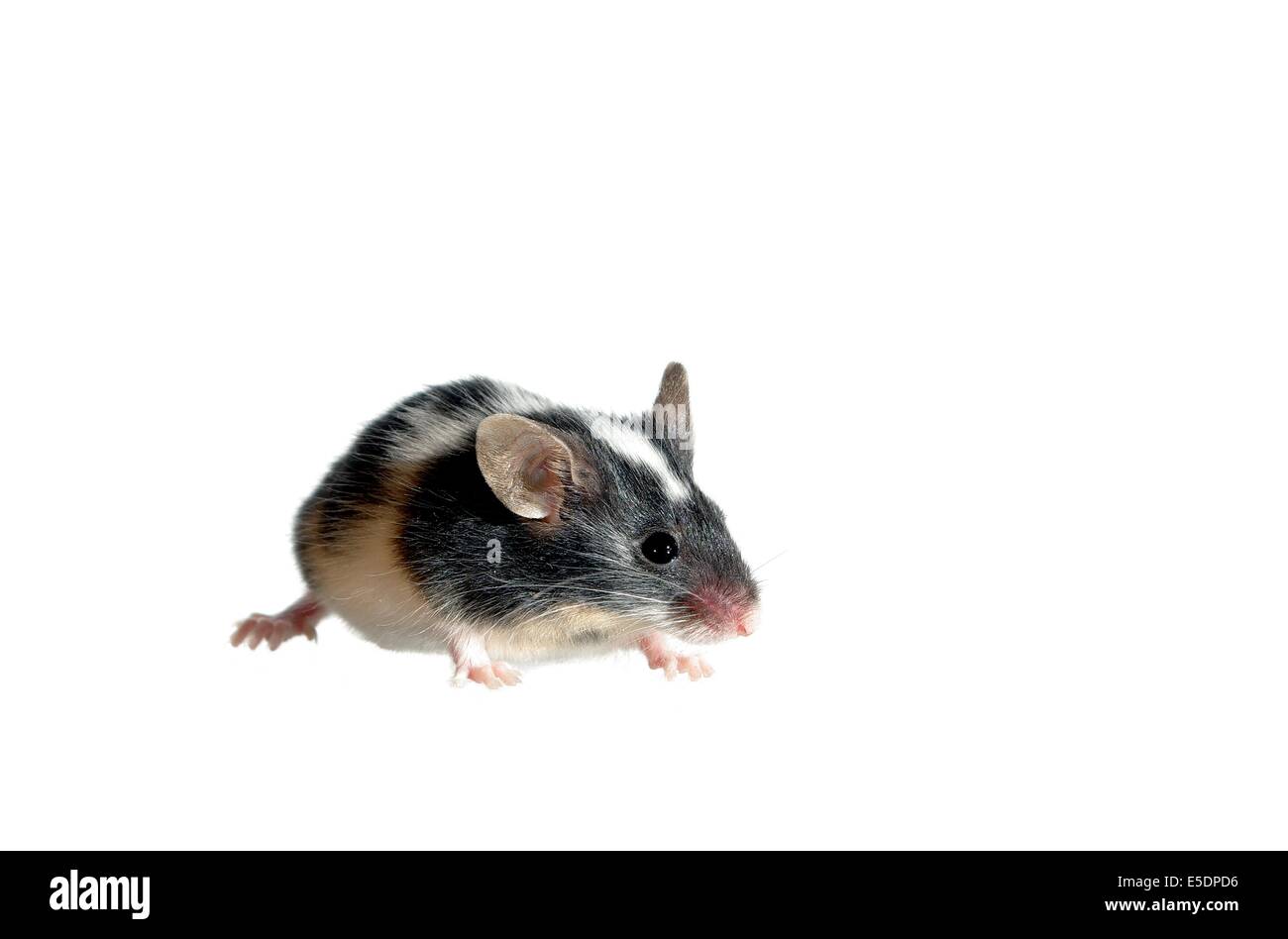 Mouse su sfondo bianco Foto Stock