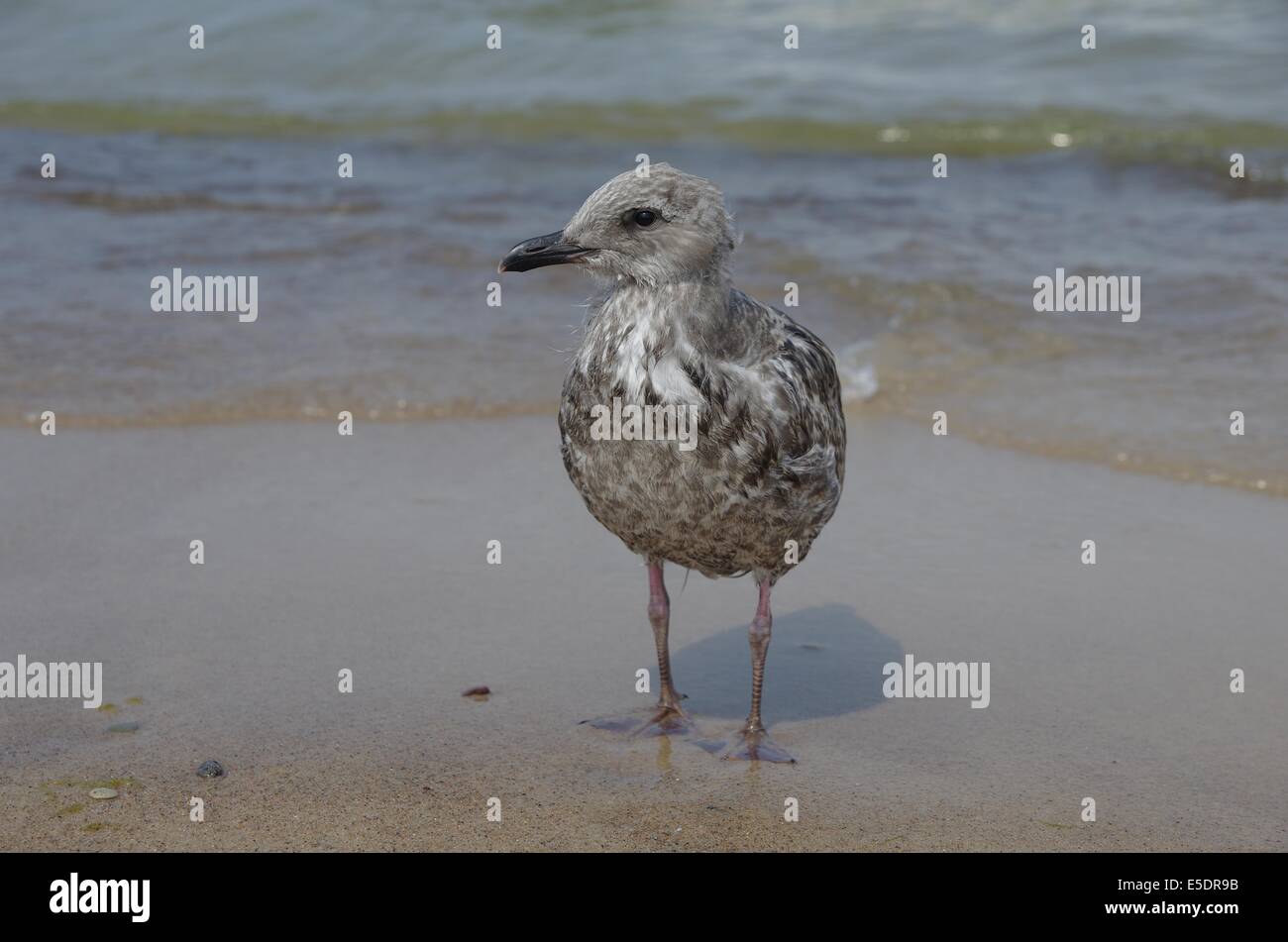 Giovani sea gull su sfondo del mare Foto Stock