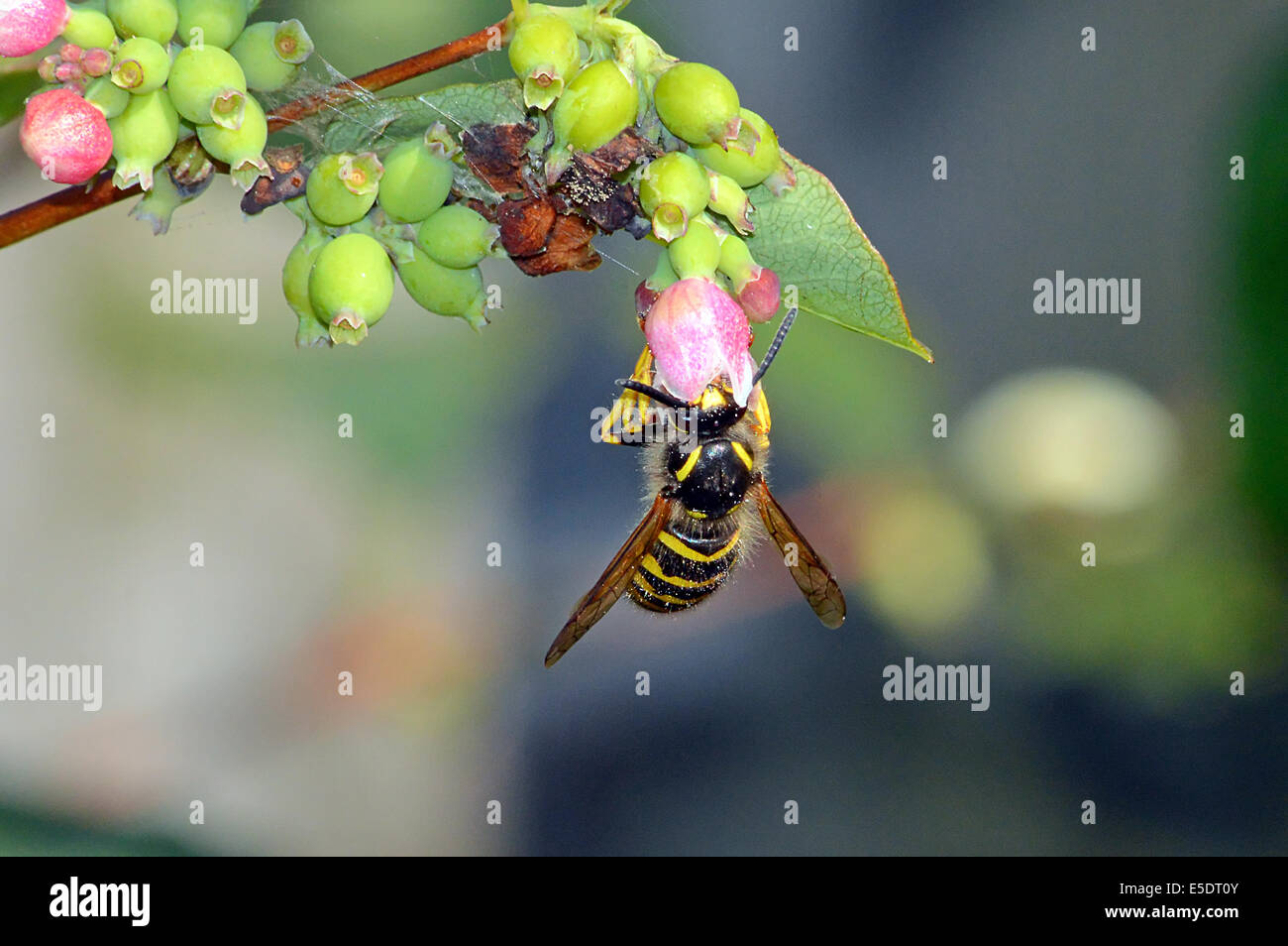 Wasp prendendo il polline e il nettare da un fiore snowberry testa Foto Stock