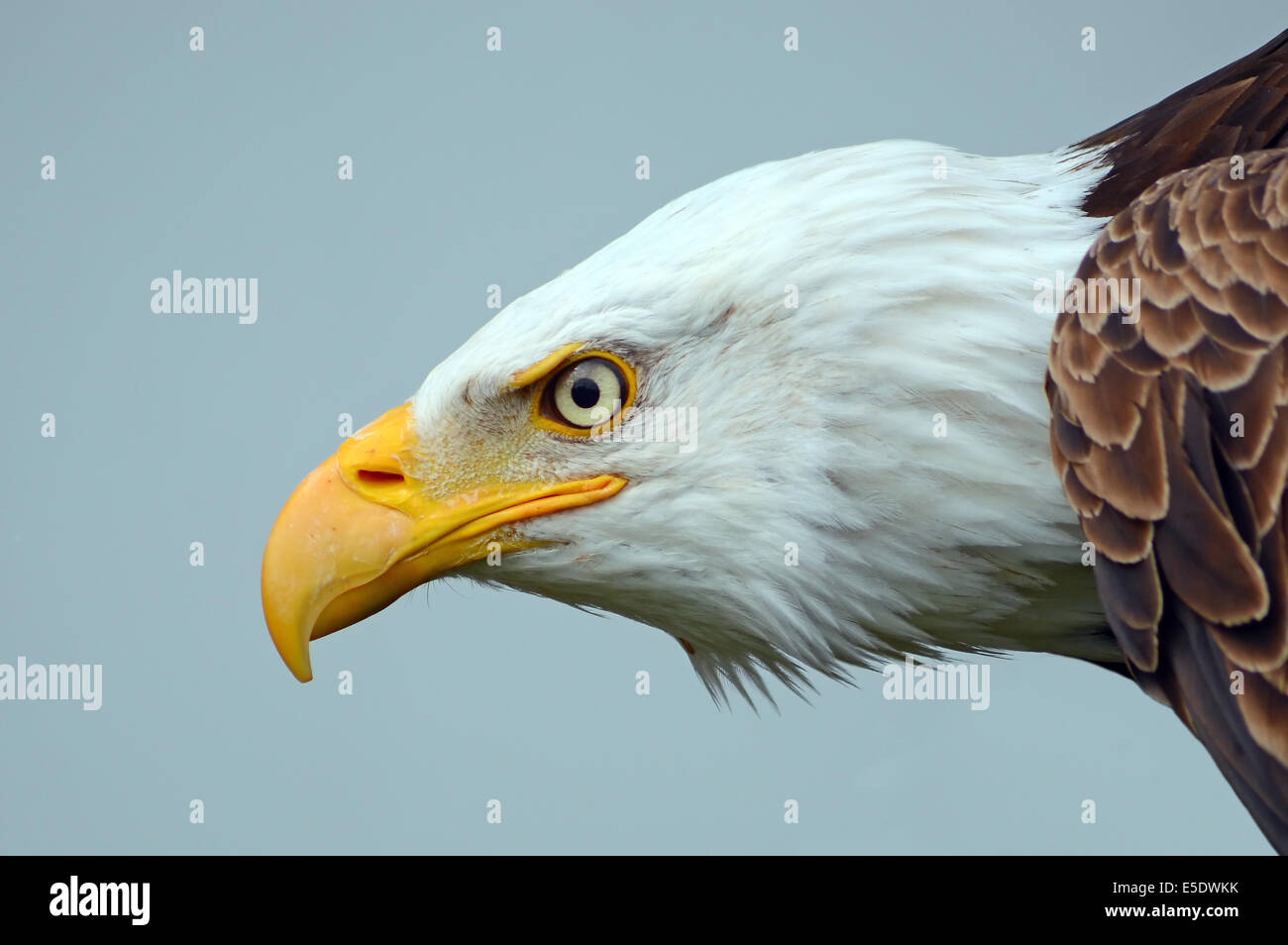 Aquila calva lato sul profilo Foto Stock