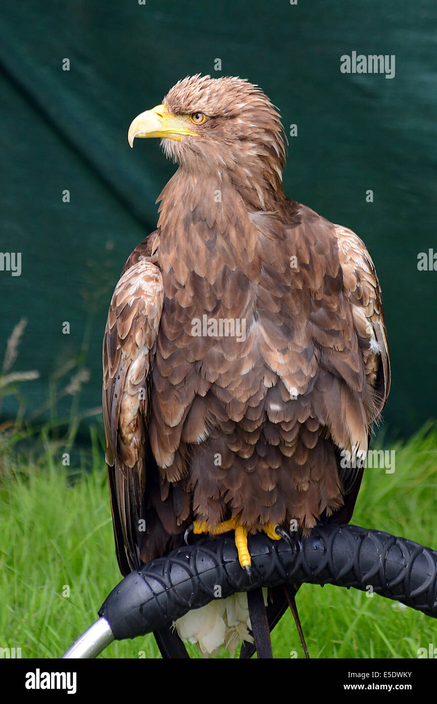 White Tailed sea eagle in appoggio su di esso dello stand tra visualizza Foto Stock