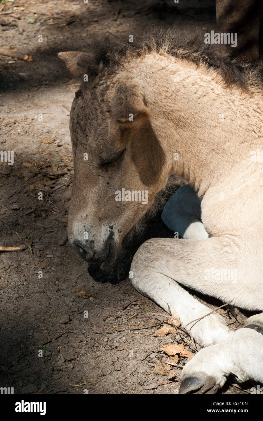 Polacco cavallo primitivo (konik), Zwierzyniec, Regione Roztocze, Lublino voivodato, Polonia Foto Stock
