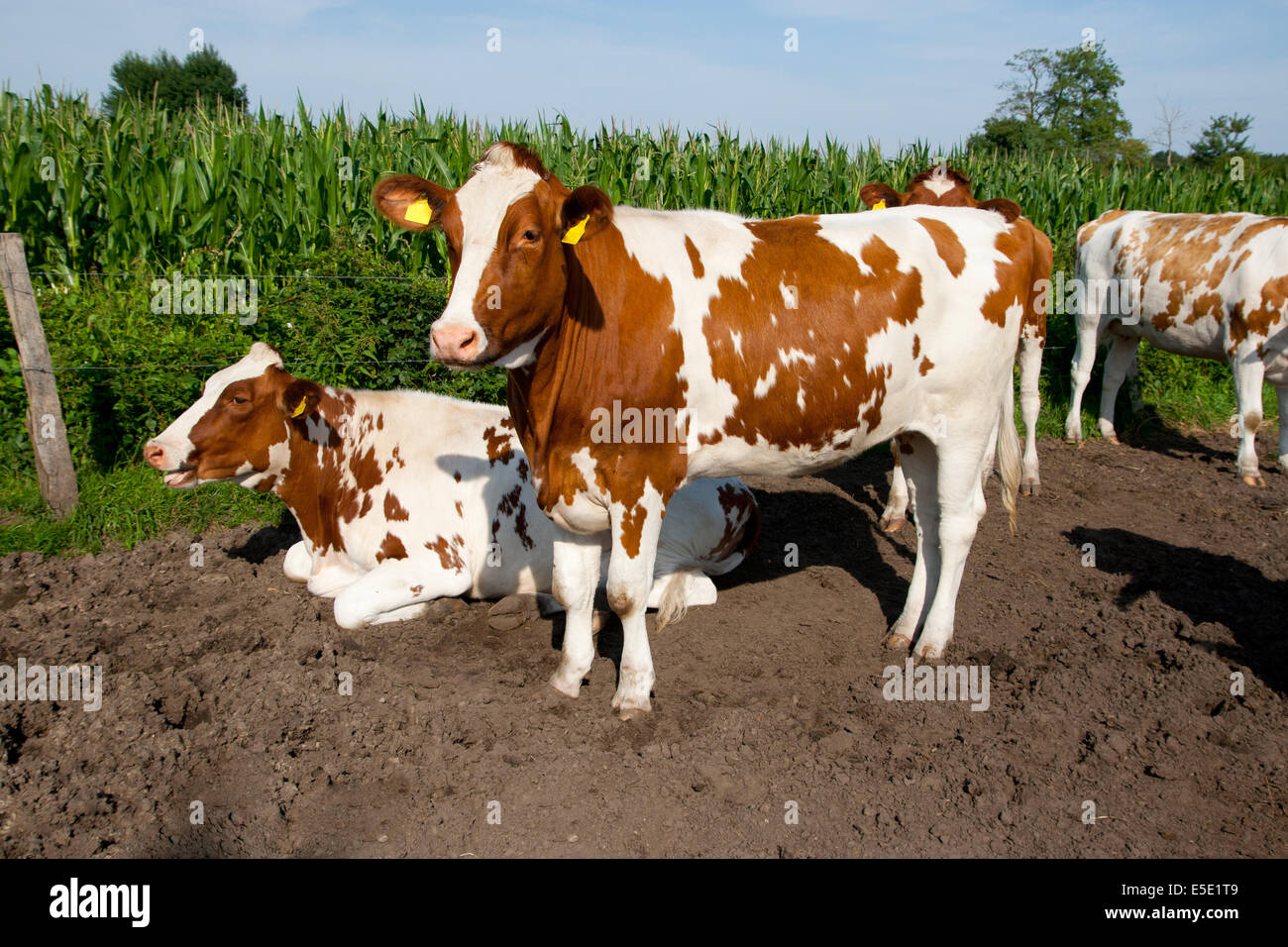 Kuh Kuehe braun weiss ritratto Gesicht Kopf Nase Schnauze Augen Ohren chip Chip gefleckt Huf Hufe Paarhufer Saeugetier Milchkuh Foto Stock