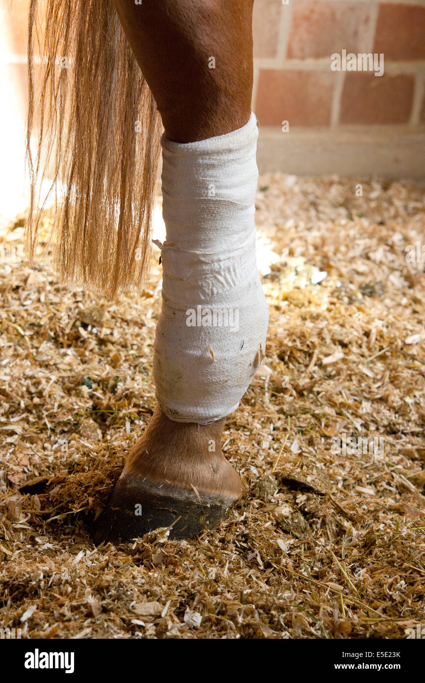 Verbunden Bein Pferd verletzt Verletzung verbundenes Pferdebein operazione Schnitt Operieren Arzt Tierarzt Tieraerzte aerzte Tier Foto Stock