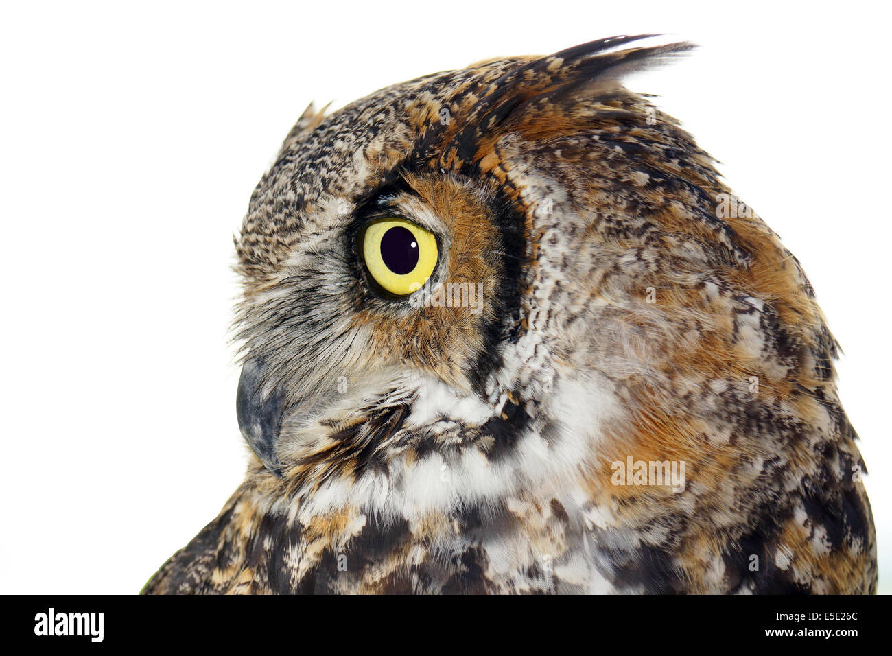 Profilo di grande cornuto owl, Bubo virginianus, isolato su bianco Foto Stock