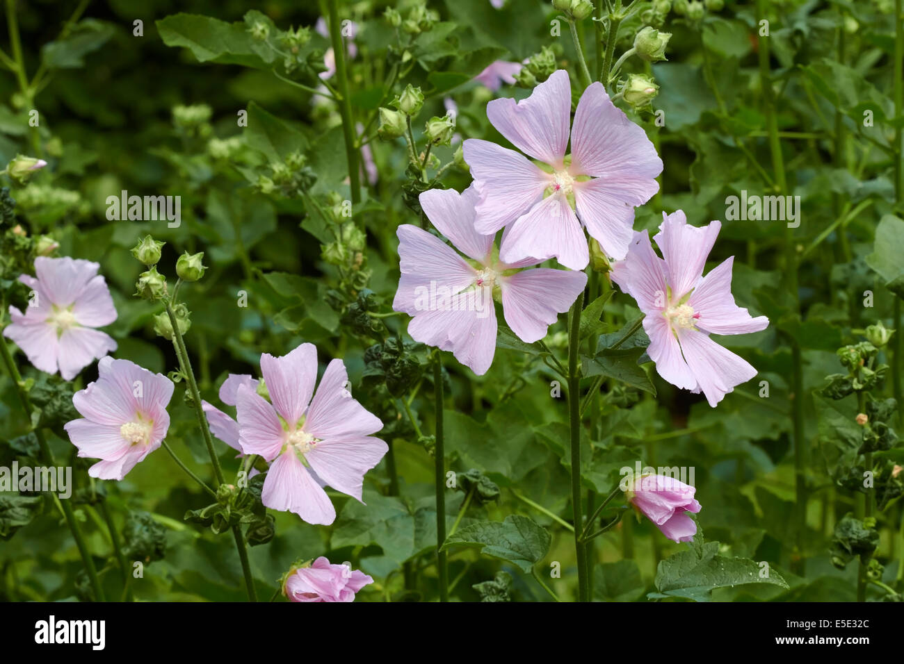 Lavatera thuringiaca fiori Foto Stock