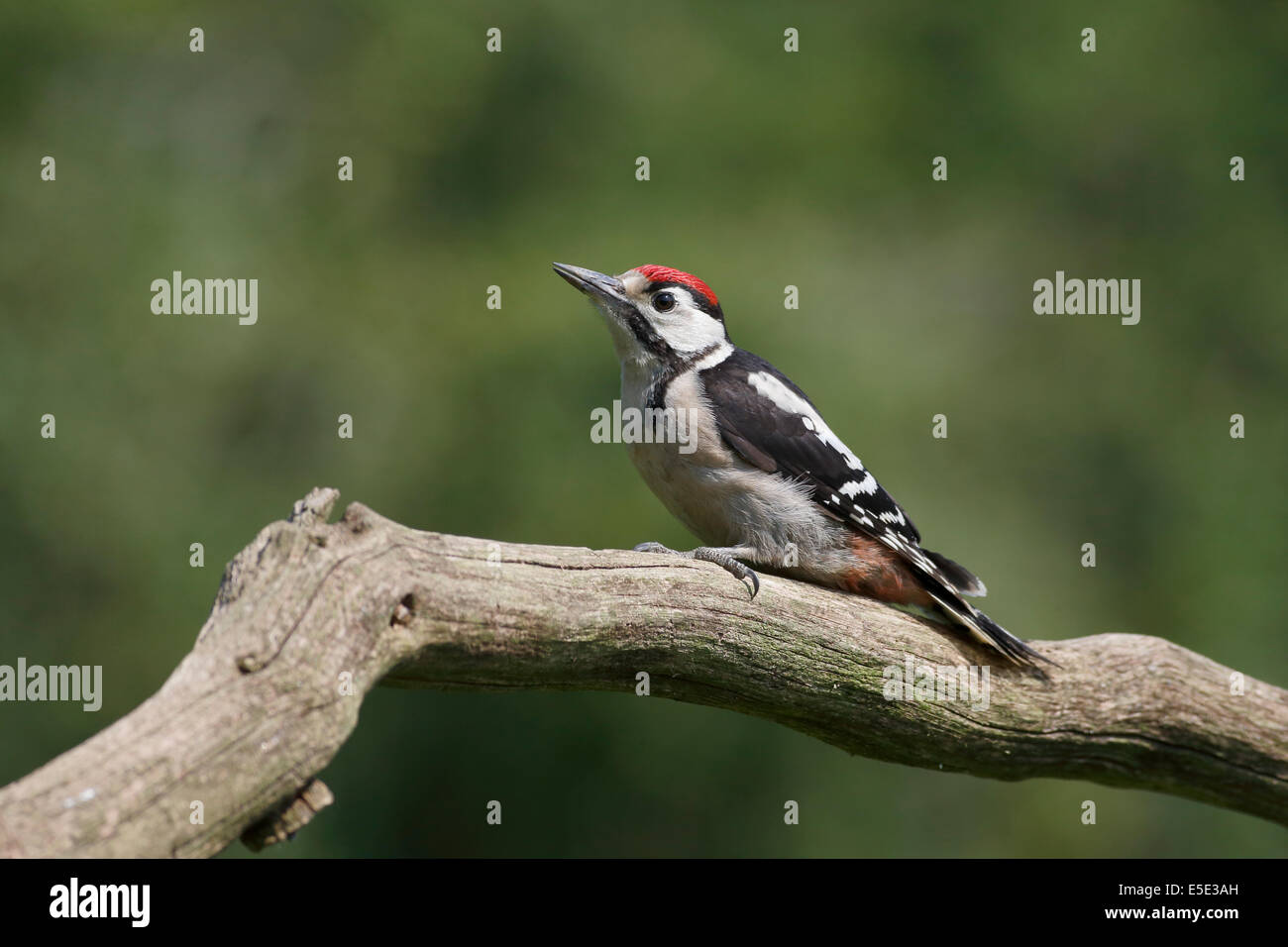 Picchio rosso maggiore, Dendrocopos major, singolo uccello immaturi sul ramo, Warwickshire, Luglio 2014 Foto Stock