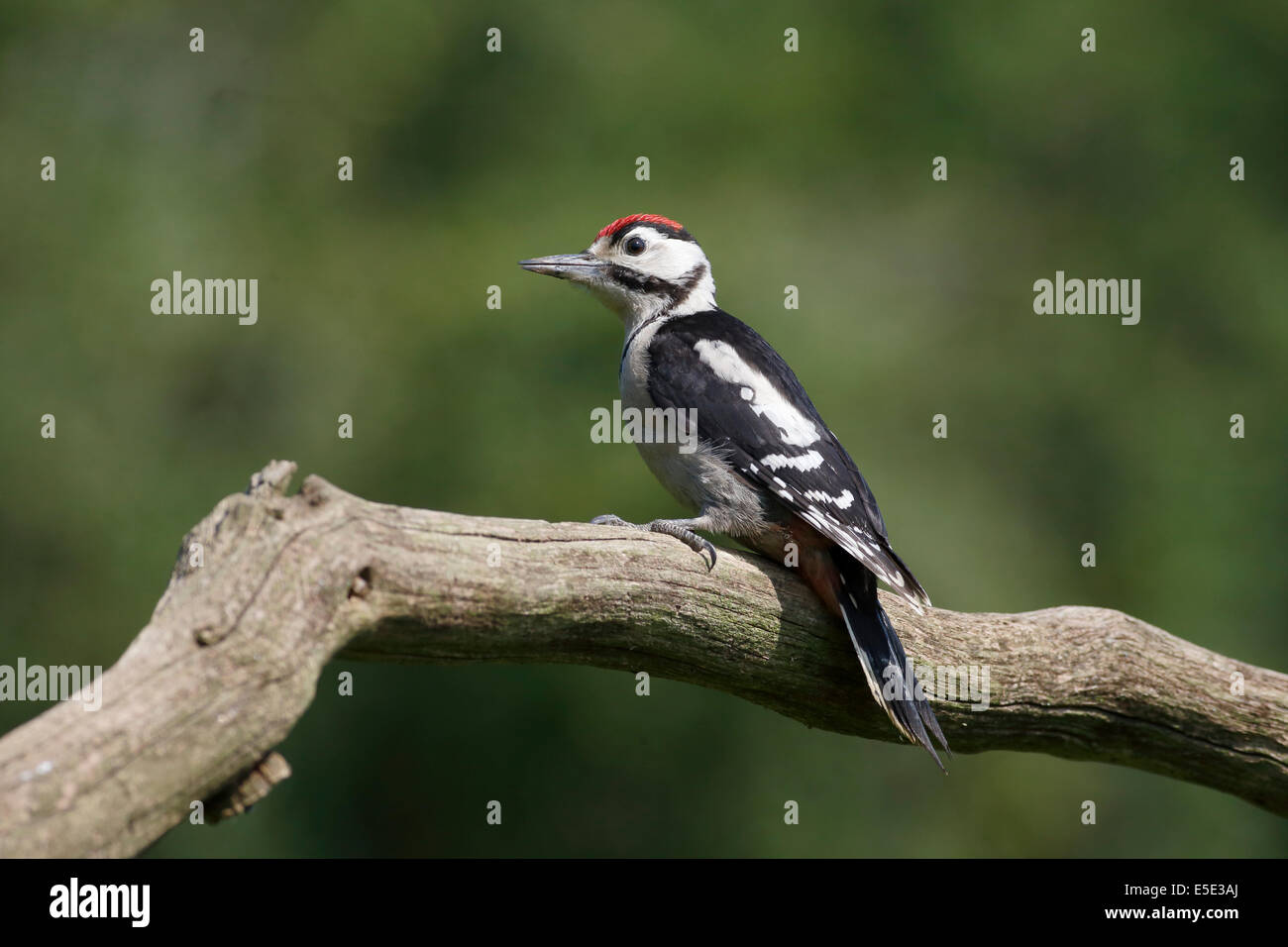 Picchio rosso maggiore, Dendrocopos major, singolo uccello immaturi sul ramo, Warwickshire, Luglio 2014 Foto Stock