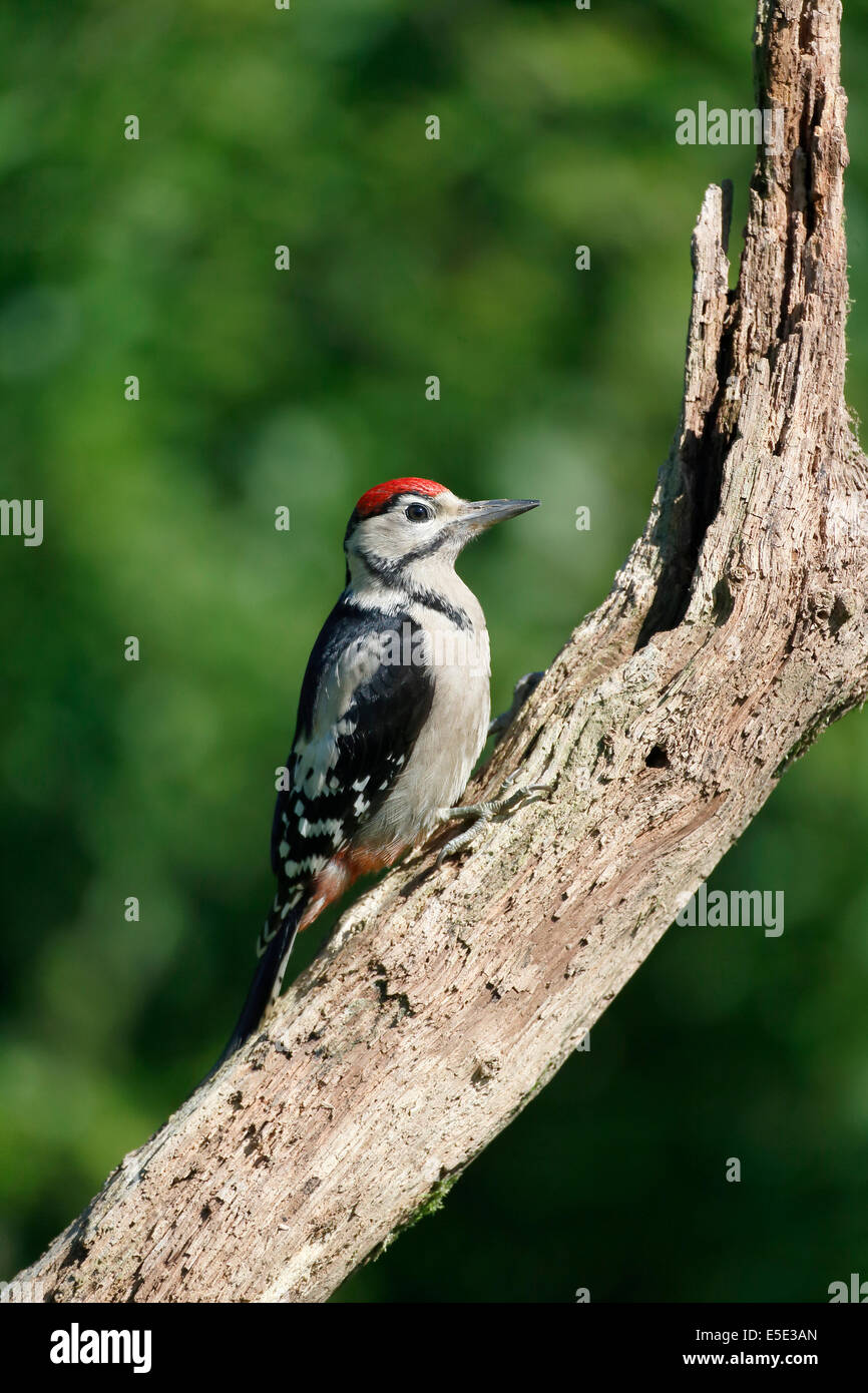 Picchio rosso maggiore, Dendrocopos major, singolo uccello immaturi sul ramo, Warwickshire, Luglio 2014 Foto Stock