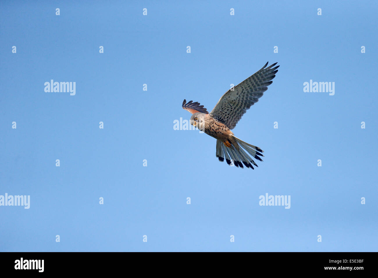 Il Gheppio, il Falco tinnunculus, maschio singolo hovering, Warwickshire, Maggio 2014 Foto Stock