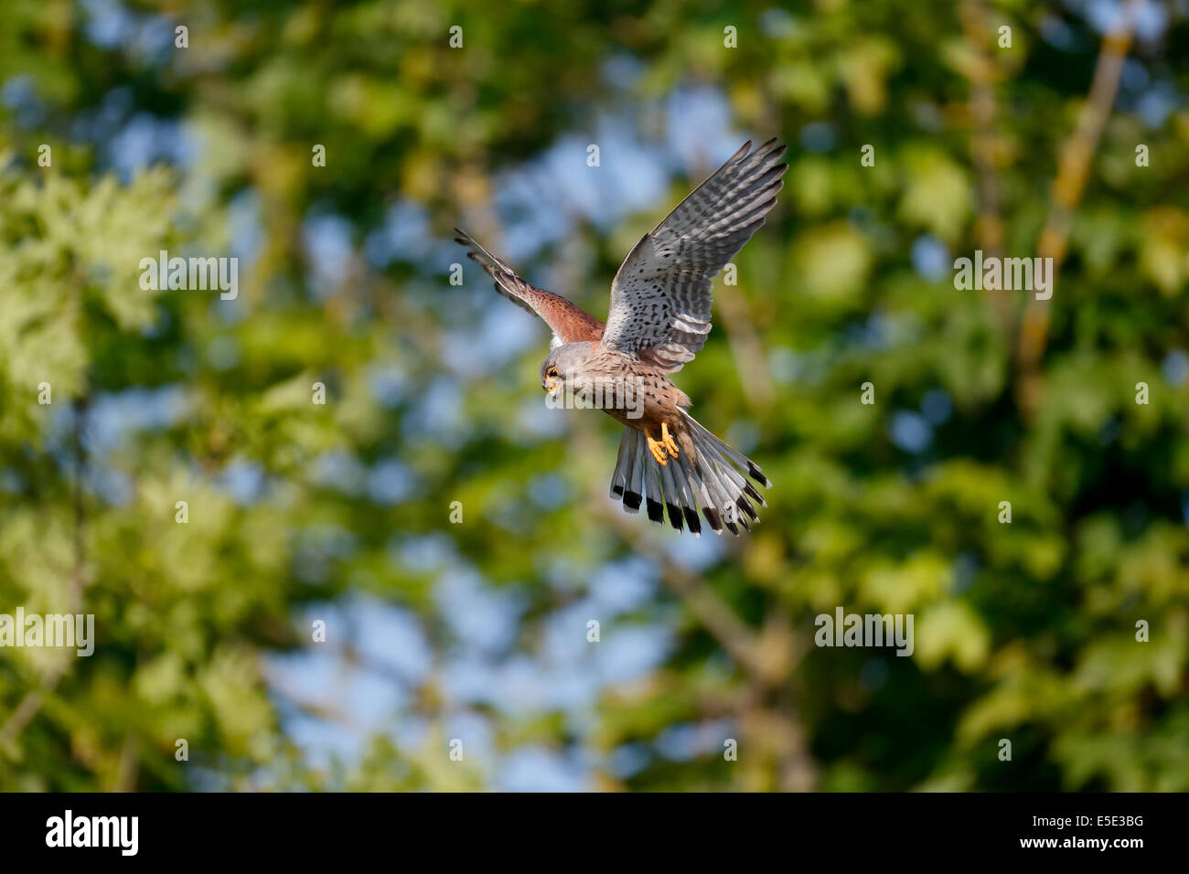 Il Gheppio, il Falco tinnunculus, maschio singolo hovering, Warwickshire, Maggio 2014 Foto Stock