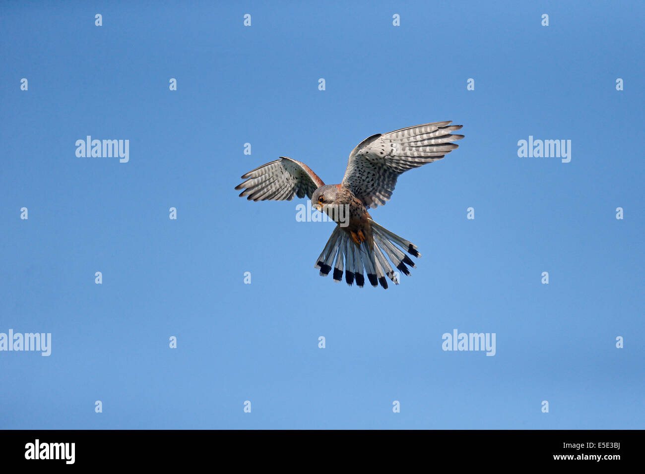 Il Gheppio, il Falco tinnunculus, maschio singolo hovering, Warwickshire, Maggio 2014 Foto Stock