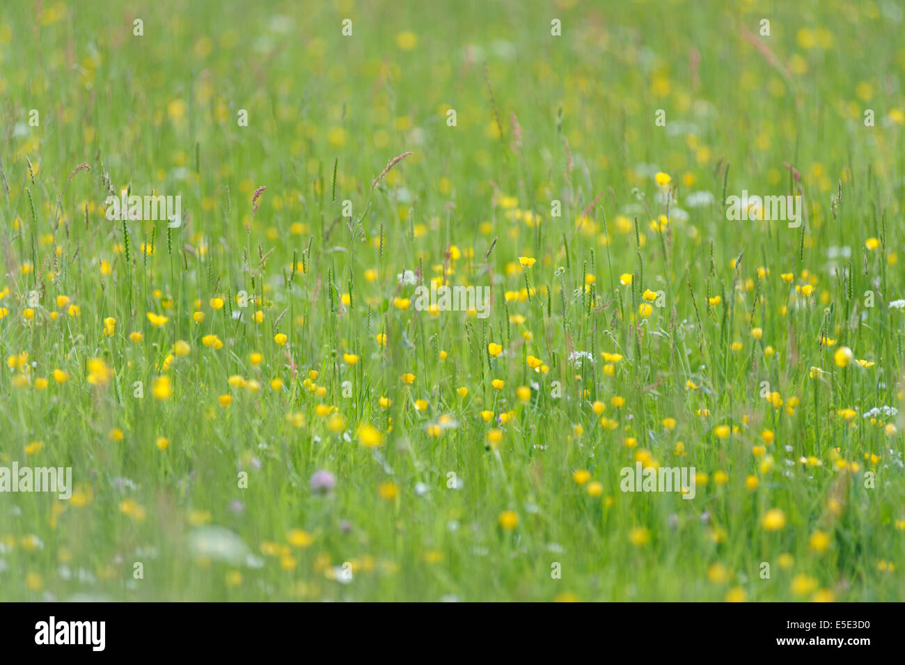 Wild meadow fiori ed erbe in POWYS, GALLES Foto Stock