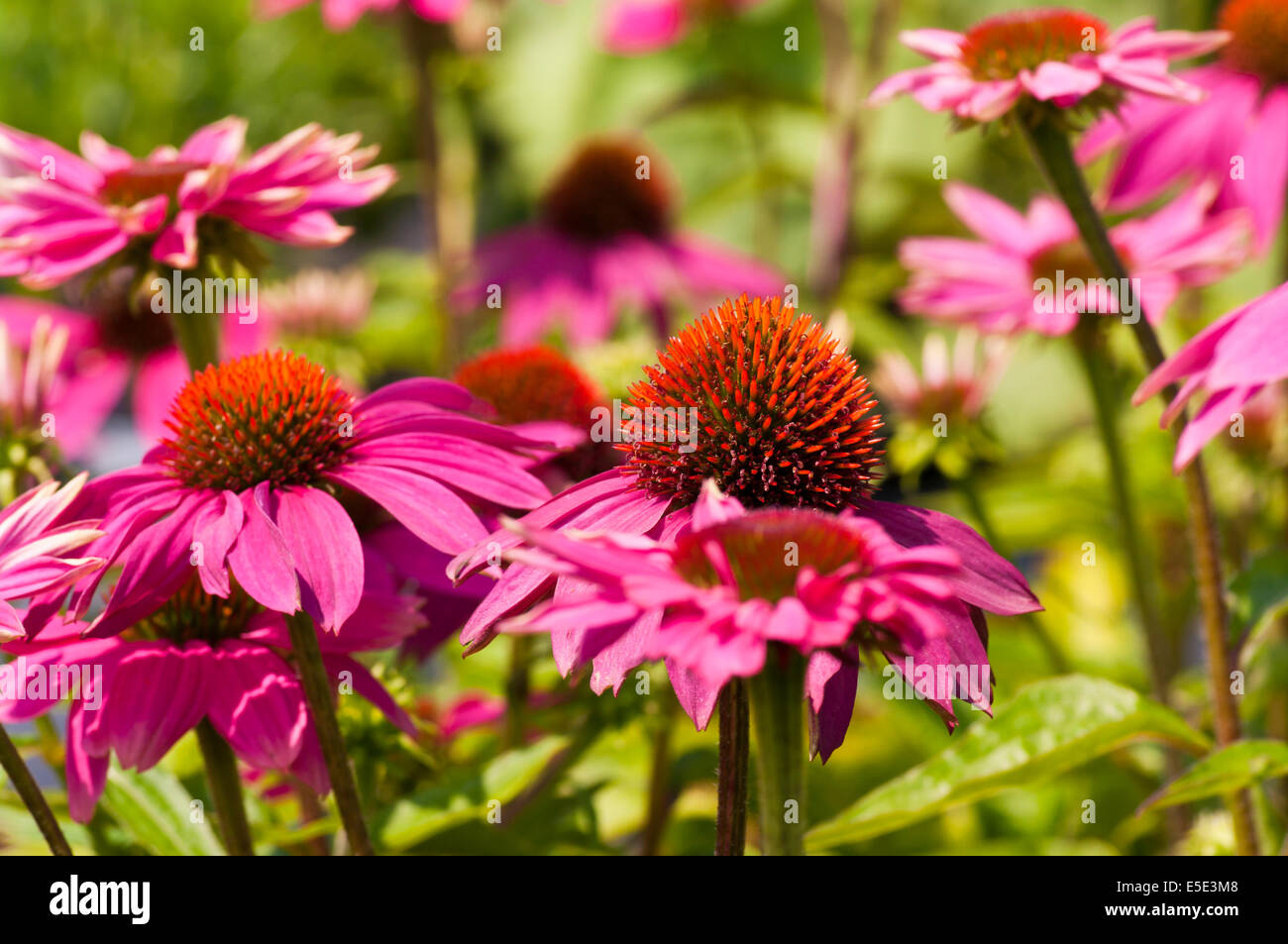 Rosa echinacea Pow Wow è comunemente noto come Coneflowers Foto Stock