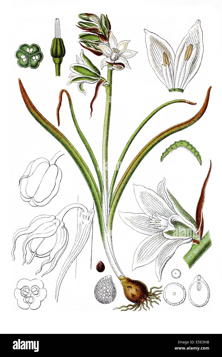 Specie di Stella di Betlemme, Ornithogalum boucheanum Foto Stock