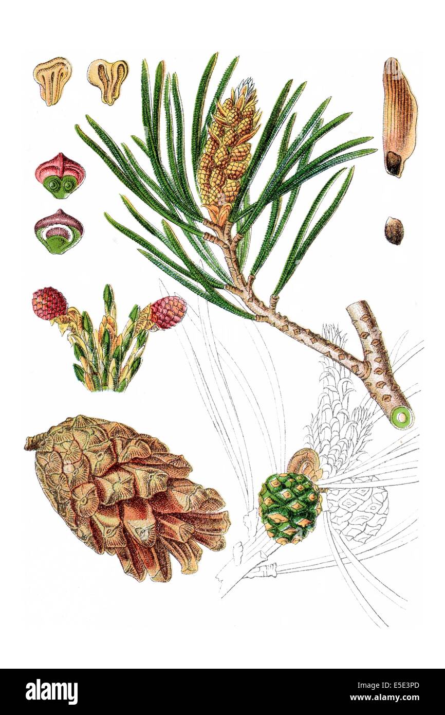 Pino, Pinus sylvestris Foto Stock
