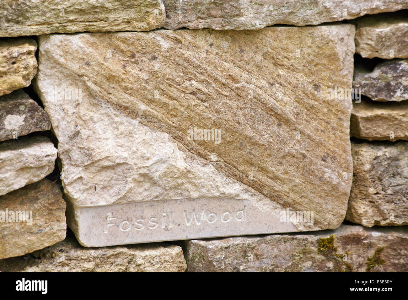 Fossil Wood al progetto Tyneham Farm, Dorset, Regno Unito nel mese di luglio Foto Stock