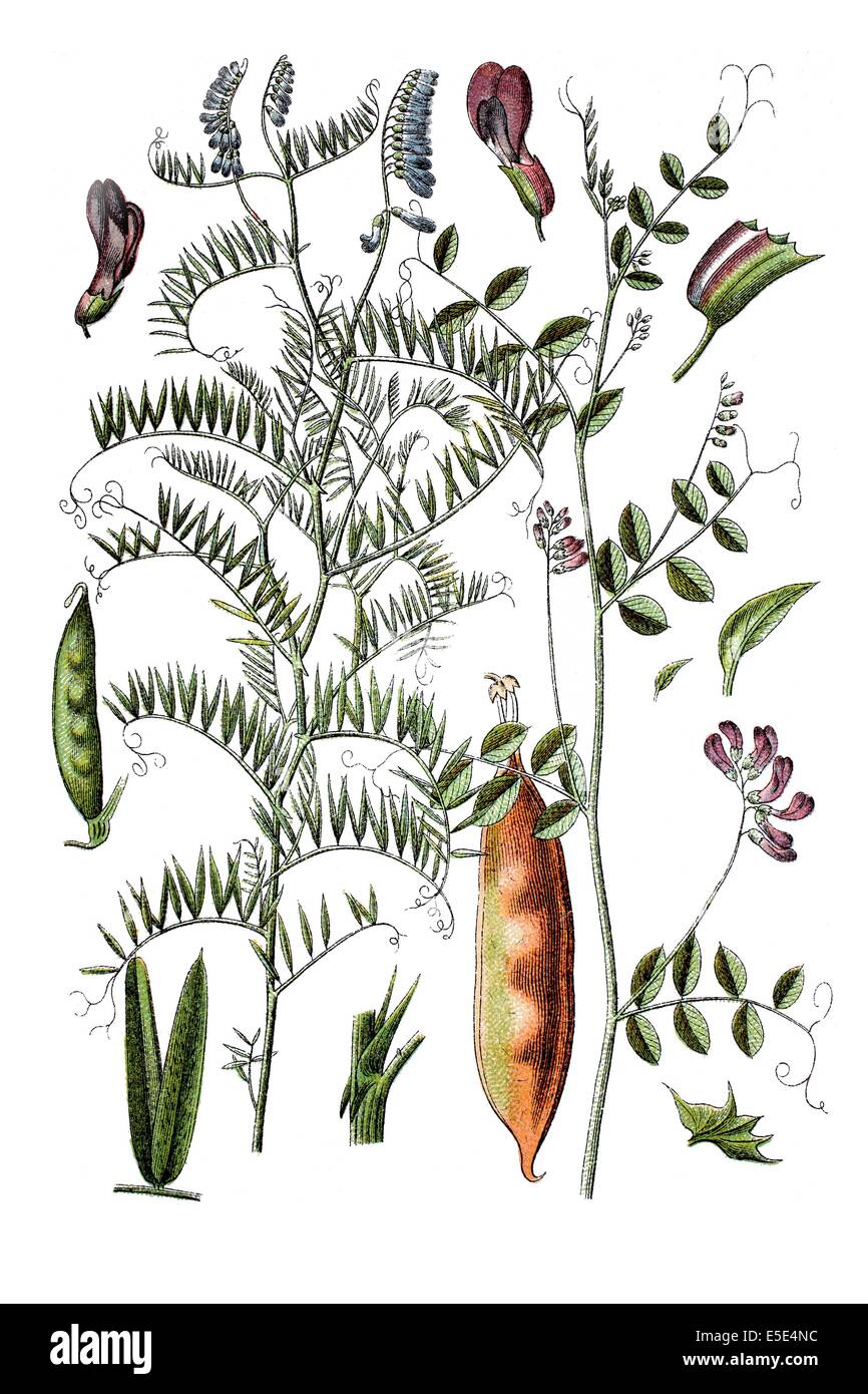 A sinistra: la veccia Vicia tenuifolia. Destra: Vicia dumetorum è una specie di legume nella veccia genere. Foto Stock