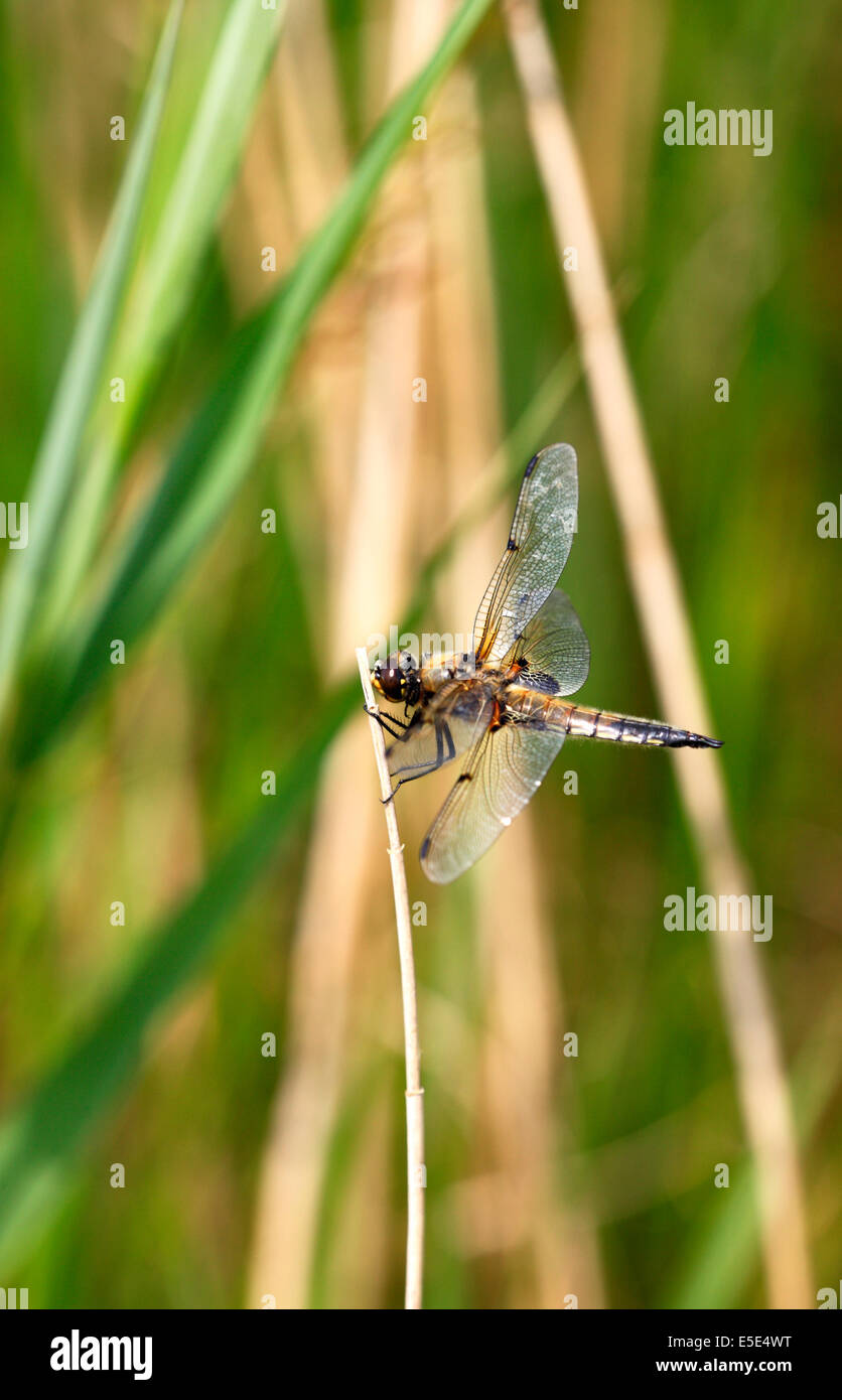 Un quattro-spotted libellula dragonfly a riposo a Upton Fen Riserva Naturale, Norfolk, Inghilterra, Regno Unito. Foto Stock