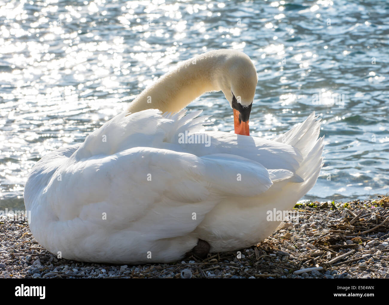 Il White Swan la pulizia le sue piume Foto Stock