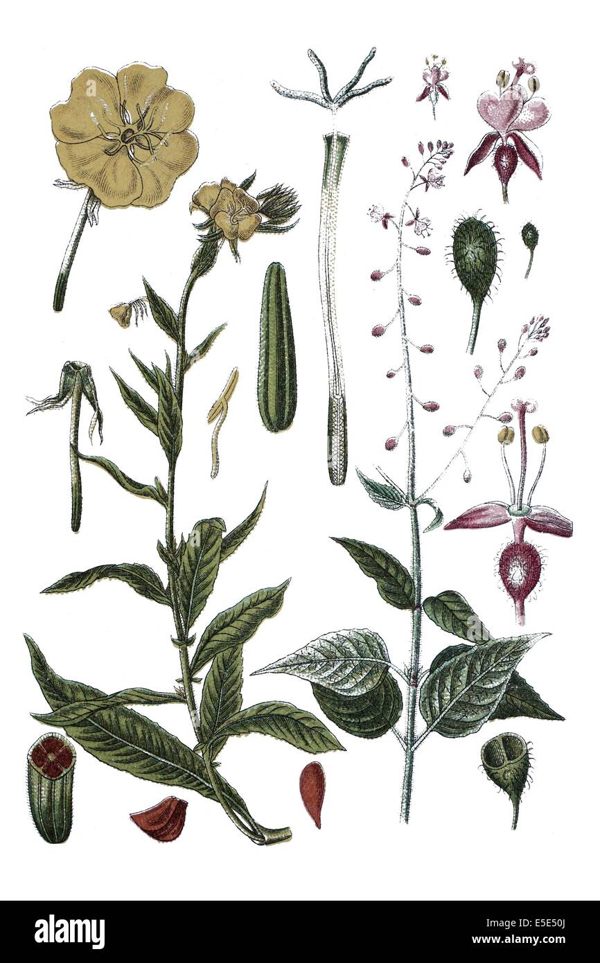 A sinistra: enagra, Oenothera biennis, destra: incantatore di nightshade, Circaea lutetiana Foto Stock