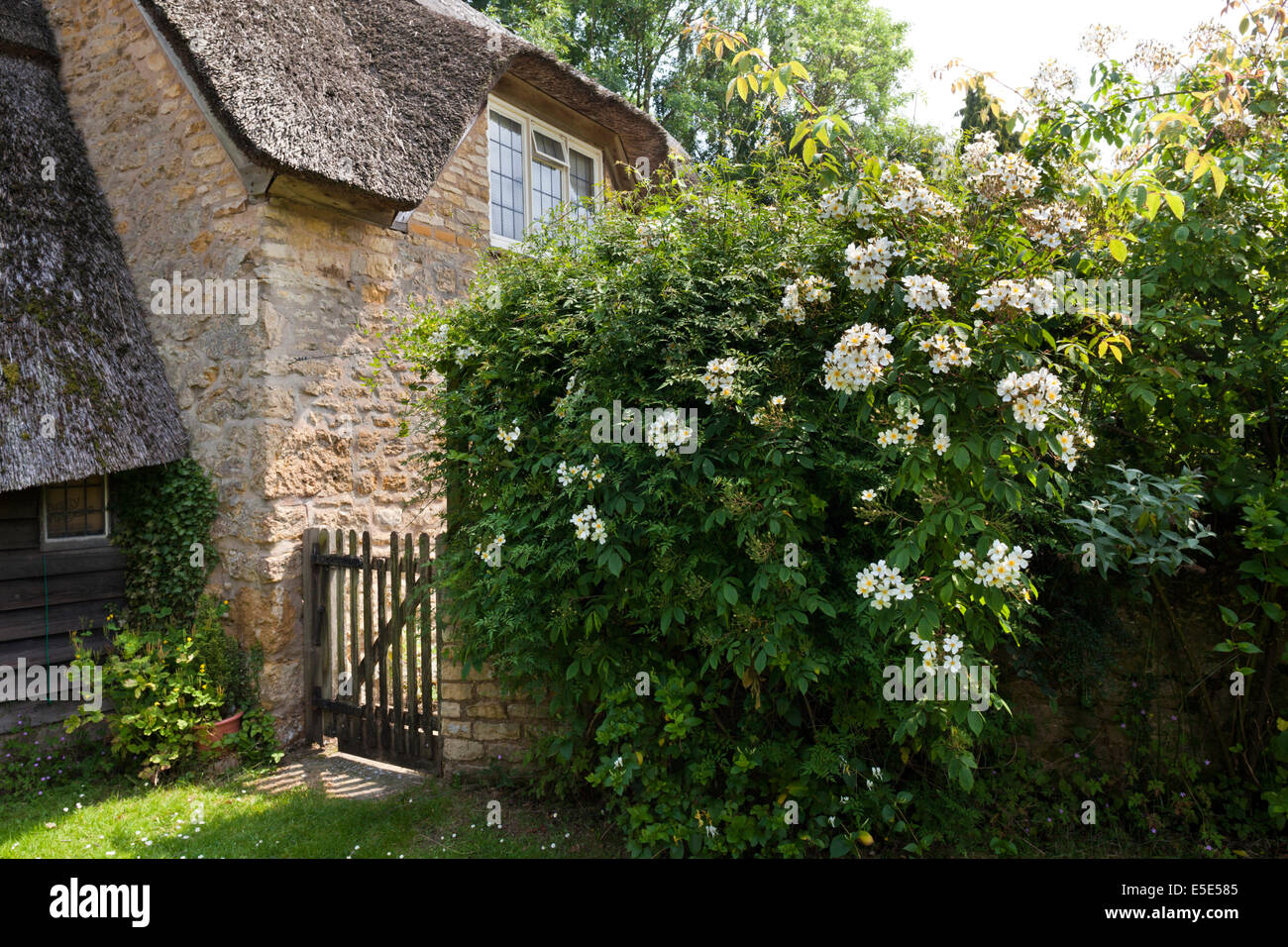 Un Cotswold cottage in pietra nel villaggio di Hidcote Bartrim, GLOUCESTERSHIRE REGNO UNITO Foto Stock