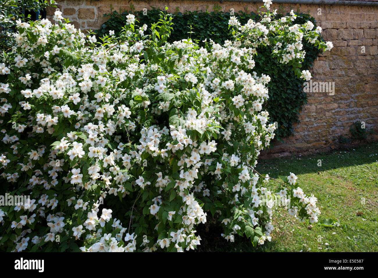 Un Filadelfo fioritura nel villaggio Costwold di Hidcote Bartrim, GLOUCESTERSHIRE REGNO UNITO Foto Stock