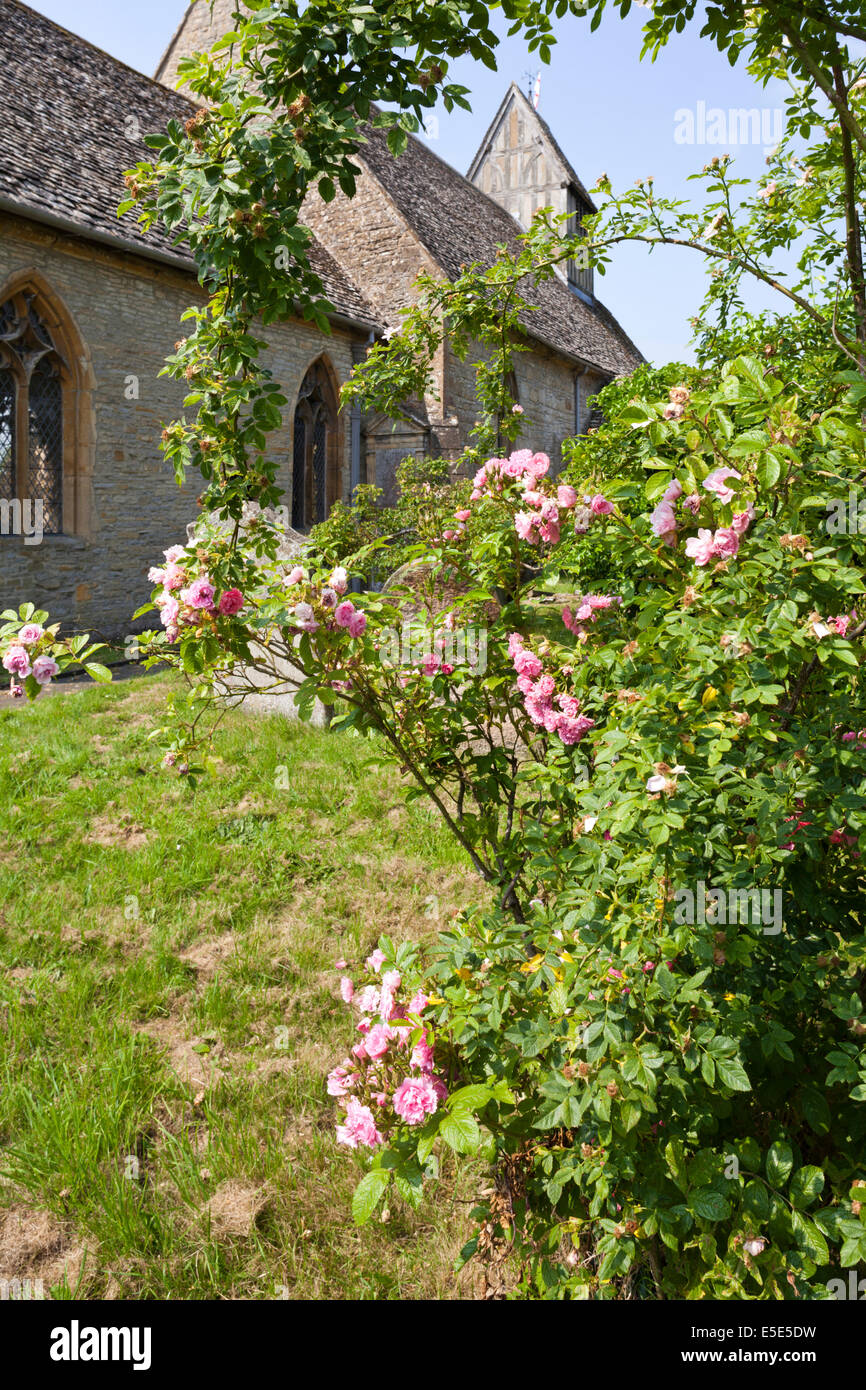 Le rose nel sagrato della chiesa di San Giacomo chiesa a lunga Marston, Warwickshire, Regno Unito Foto Stock