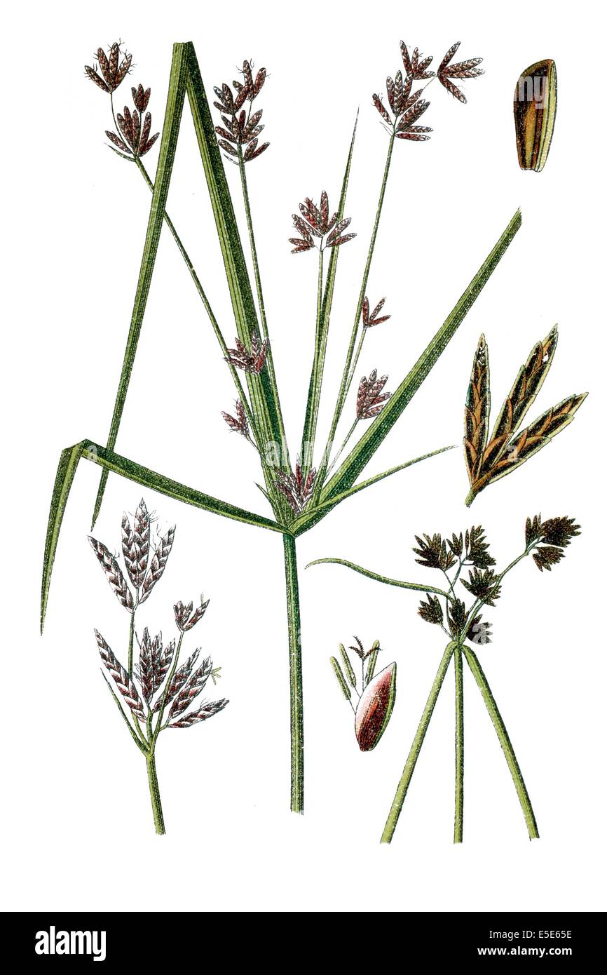 A sinistra: Galanga, Cyperus longua, destra: Comune Galanga, Cyperus badius Foto Stock