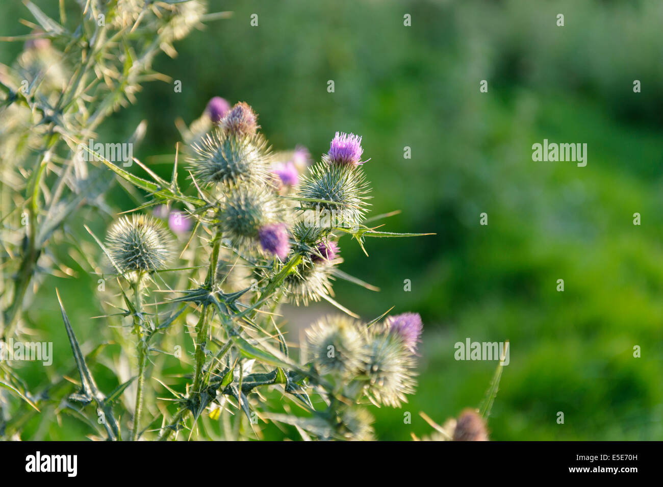 Wild meadow thistle in POWYS, GALLES Foto Stock