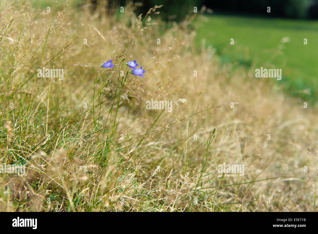 Wild meadow fiori ed erbe in POWYS, GALLES Foto Stock
