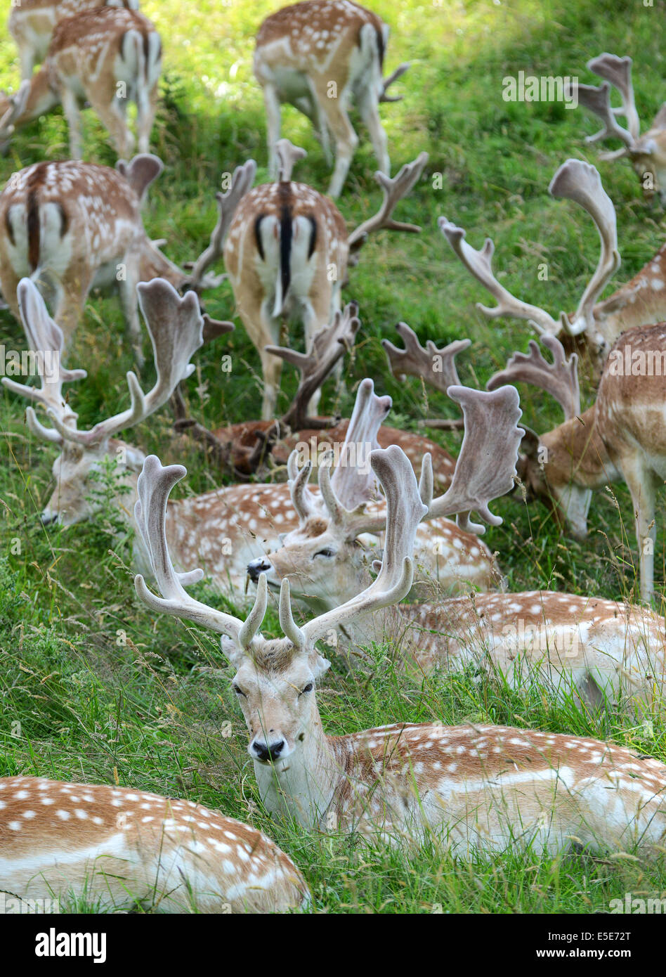 Daini allevamento con corna di nuovo a Dyrham Park GLOUCESTERSHIRE REGNO UNITO British Gran Bretagna Inghilterra inglese wildlife Foto Stock