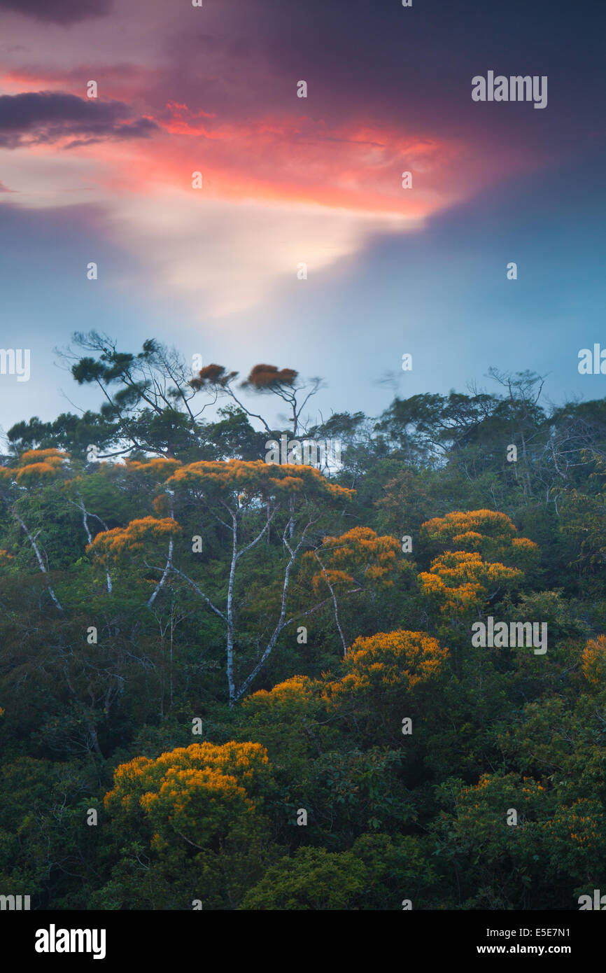 In Fiore alberi al tramonto nel cloud forest di Altos de Campana national park, Repubblica di Panama. Foto Stock