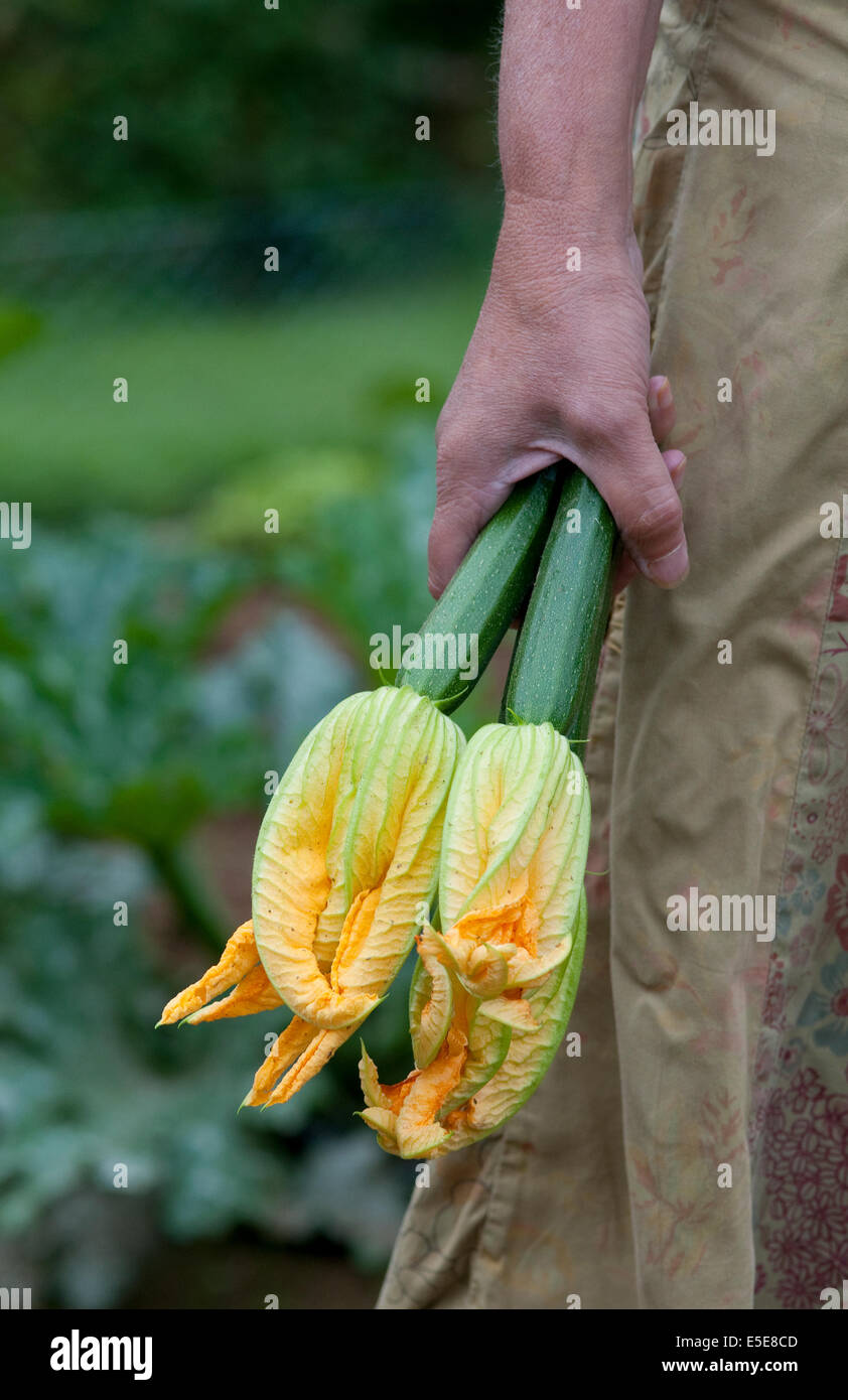 Donna che mantiene le zucchine in mano Foto Stock
