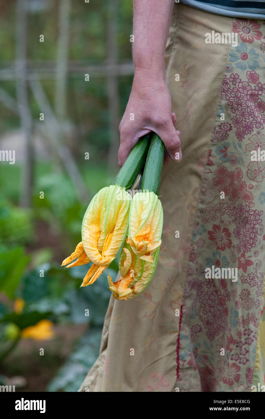 Donna che mantiene le zucchine in mano Foto Stock