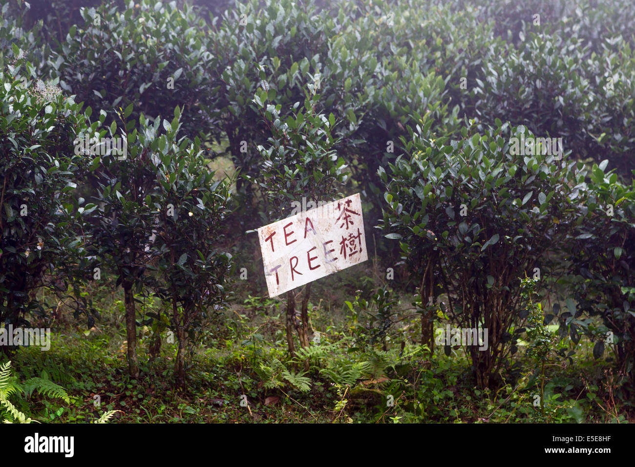 HONG KONG Isola di Lantau Tian Tung Chung campo di tè Foto Stock