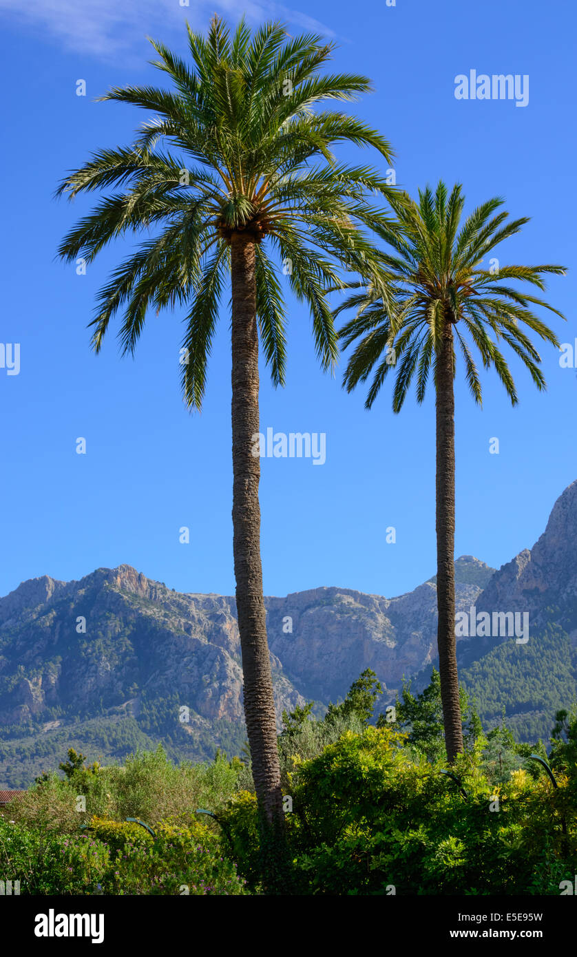 Due palme di Soller valley, Maiorca, isole Baleari, Spagna. Foto Stock